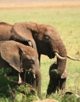 Tanzania - 5* safari i wypoczynek na Zanzibarze